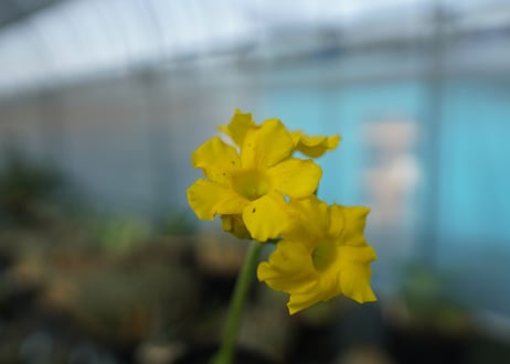 パキポディウム　恵比寿大黒　Pachypodium Densicaule　No.1