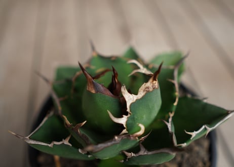 アガベ　チタノタ　FO-76　Agave titanota ”FO-76"