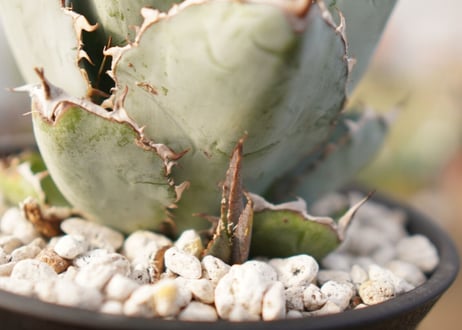 Agave titanota 'black and blue'　子株付き　No.3