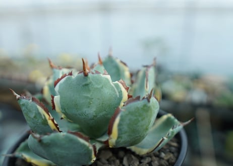 アガベ　兜蟹錦　連棘　Agave isthmensis “Kabutogani” variegata　NO.2