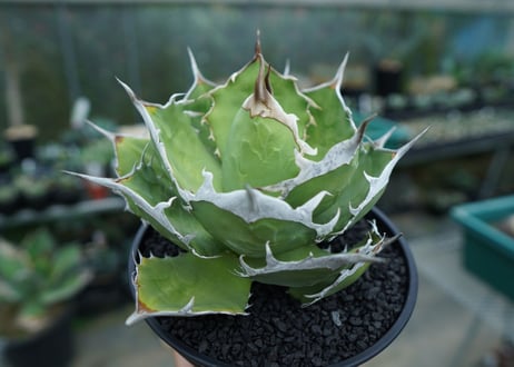agave titanota 獅子光　Lion light　No.1