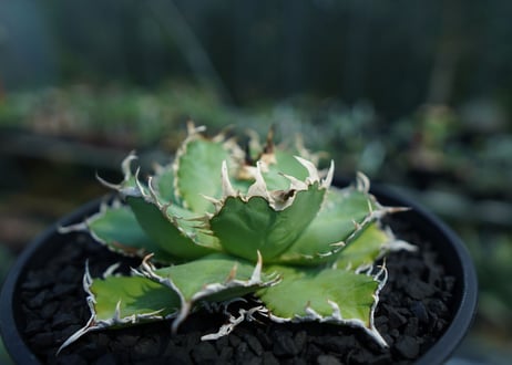 アガベ　チタノタ　フィリグリー　agave titanota filigree　No.2