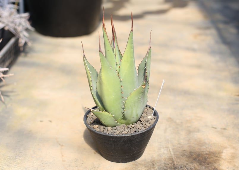 アガベ シャウィー | mana's farm:塊根植物・アガベ・ドライガーデン