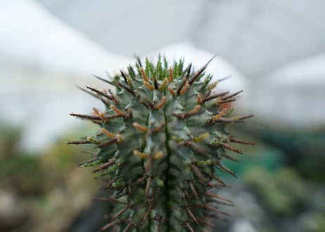 ユーフォルビア　ゼブラホリダ　Euphorbia horrida var. zebrina