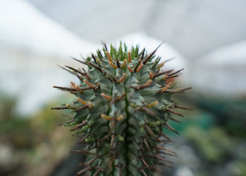 ユーフォルビア ゼブラホリダ Euphorbia horrida var. zebrina |