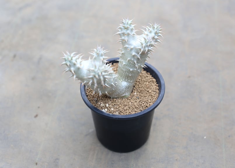 パキポディウム デンシフローラム 実生株 | mana's farm:塊根植物