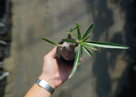 パキポディウム　グラキリス　 Pachypodium Gracilius  No.9
