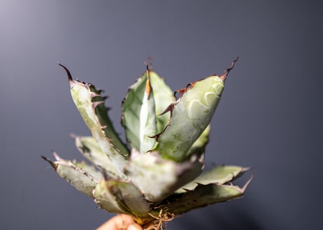 Agave titanota Agave B&B No.7