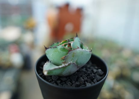アガベ　チタノタ　 ブラックアンドブルー 　Agave titanota black and blue　No.1