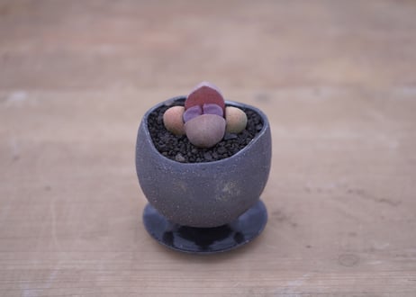 メセン 紫帝玉　Pleiospilos nelii 'Royal Flush'