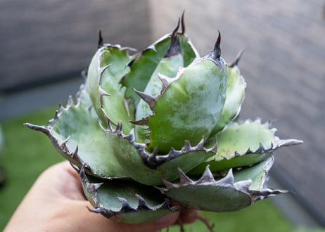 Agave B&B A NO.1