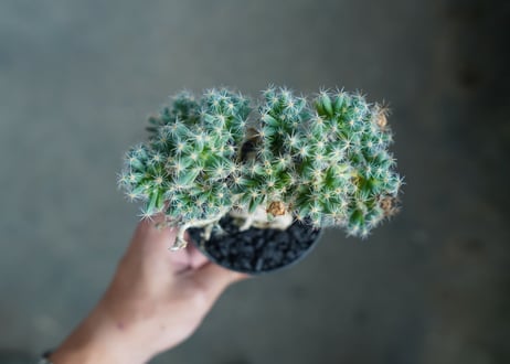 トリコディアデマ　デンサム　Trichodiadema densum  No.1