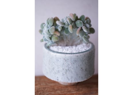 Echeveria pulvinata'Frosty'