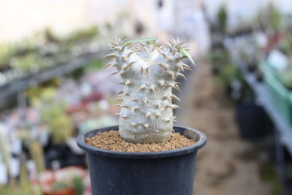 パキポディウム　デンシフローラム　実生　大株 パキポディウム・デンシフローラム 大株 | Plants by THE CORE