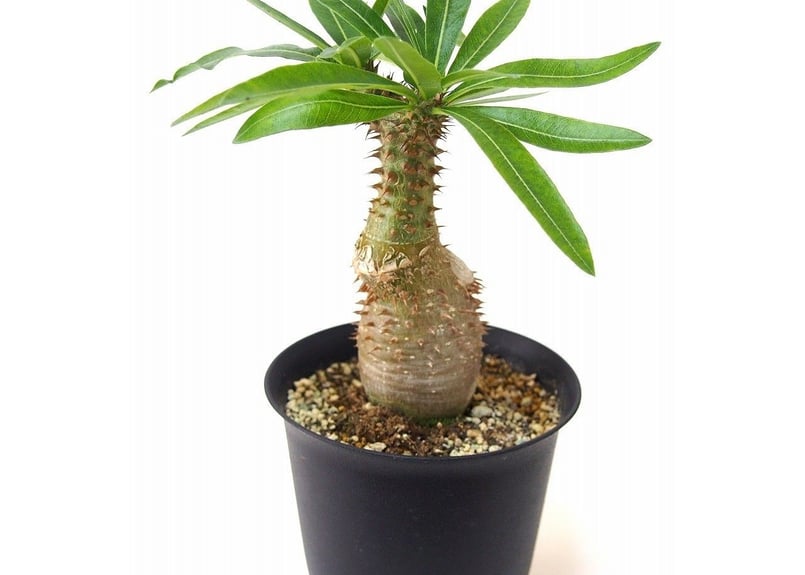 Pachypodium makayense パキポディウム マカイエンセ 魔界玉 | mana