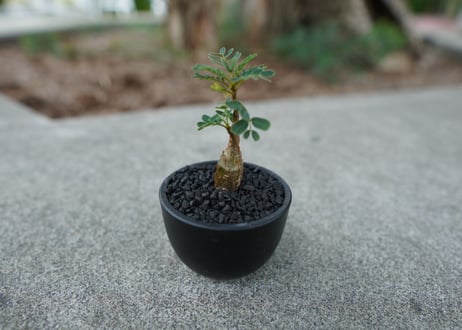 【沖縄実生株】センナ　メリディオナリス　Senna meridionalis  No.2