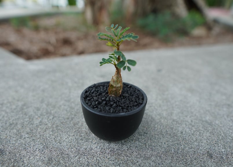 沖縄実生株】センナ メリディオナリス Senna meridionalis No.2 沖縄実生株】センナ メリディオナリス Senna meridionalis No.2