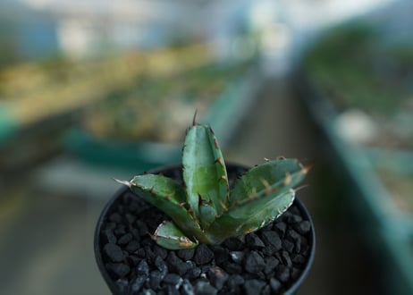 アガベ　チタノタ　 ブラックアンドブルー 　Agave titanota black and blue　No.3