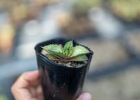 エキノカクタス 太短刺雷帝 実生 | mana's farm:塊根植物・アガベ