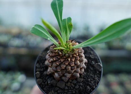 ユーフォルビア　鉄甲丸　Euphorbia bupleurifolia