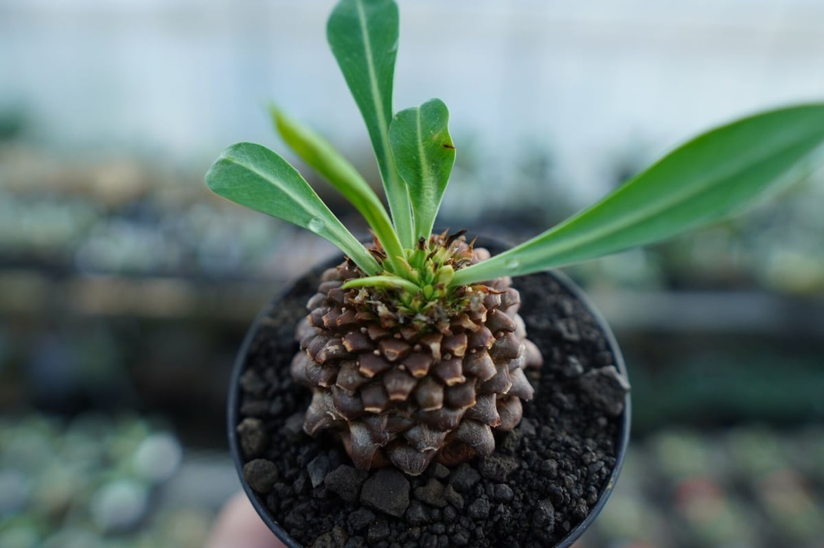 カンアオイ タマノカンアオイ「玉銀宝」 タマノ カンアオイ 銀紫晃 青