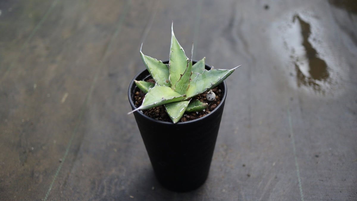 アガベ キシロナカンサ | mana's farm:塊根植物・アガベ・ドライ