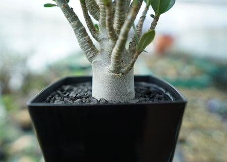 アデニウム　Adenium　No.1