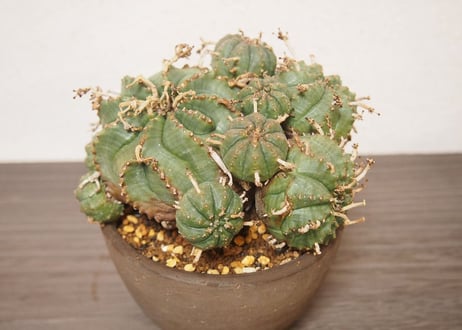 ユーフォルビア  バリダ Euphorbia  valida