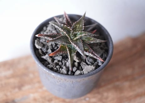Aloe jucunda