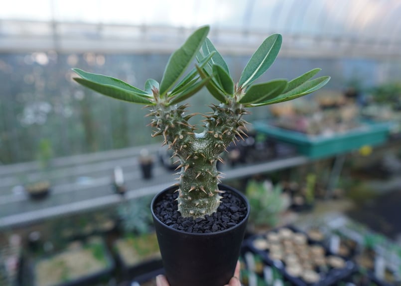 パキポディウム 伊藤ハイブリッド Pachypodium 'Itoh Hybrid' No. パキポディウム 伊藤ハイブリッド Pachypodium 'Itoh Hybrid' No.