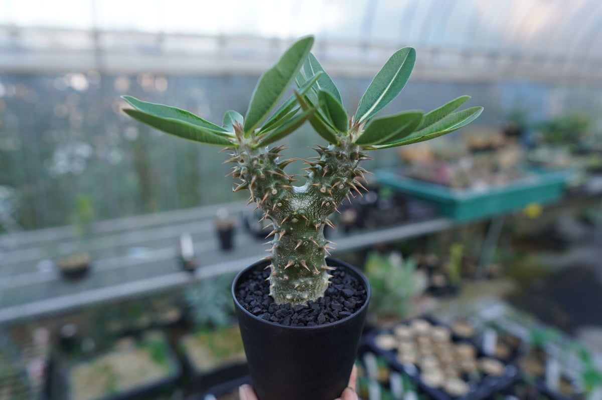 パキポディウム 伊藤ハイブリッド Pachypodium 'Itoh Hybrid' No.