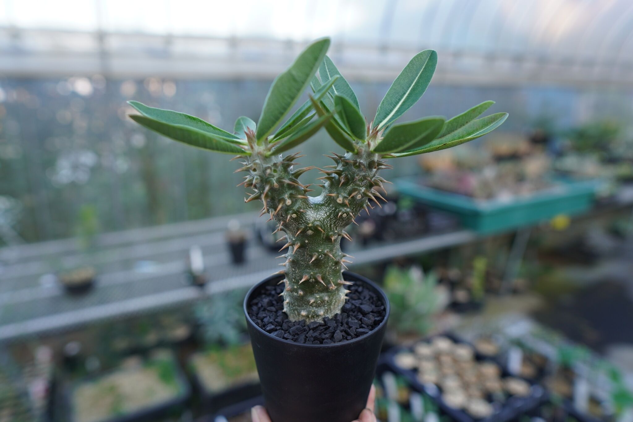 パキポディウム 伊藤ハイブリッド Pachypodium 'Itoh Hybrid' No.
