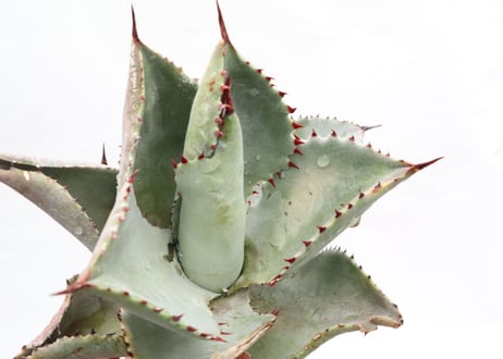 Agave pygmaea 'Dragon Toes' PUP