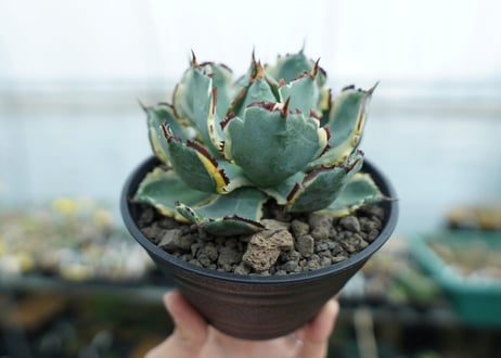 アガベ　兜蟹錦　連棘　Agave isthmensis “Kabutogani” variegata　NO.2