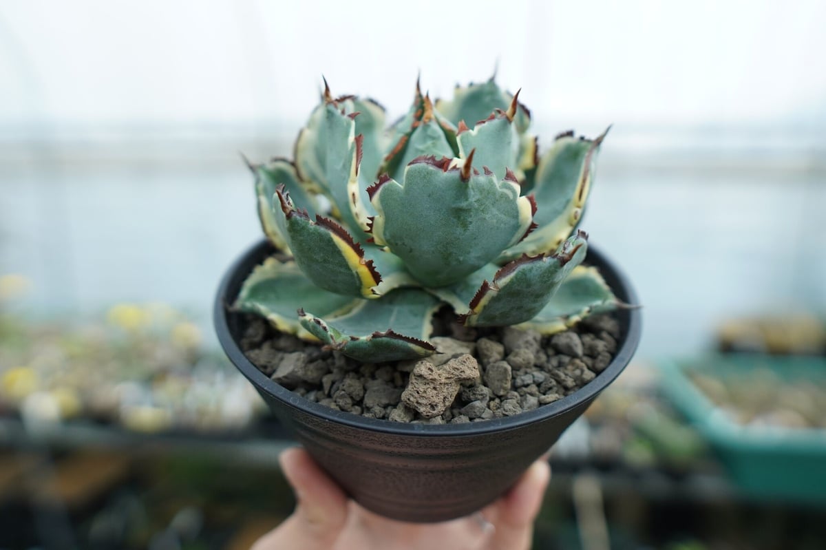 アガベ 兜蟹錦 連棘 Agave isthmensis “Kabutogani” varieg アガベ 兜蟹錦 連棘 Agave isthmensis “Kabutogani” varieg