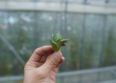 【抜き苗】アガベ　チタノタ　MH01　Agave titanota MH01