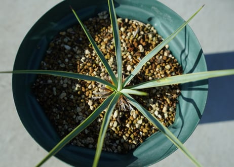 ユッカ　ロストラータ　yucca rostrata No.1