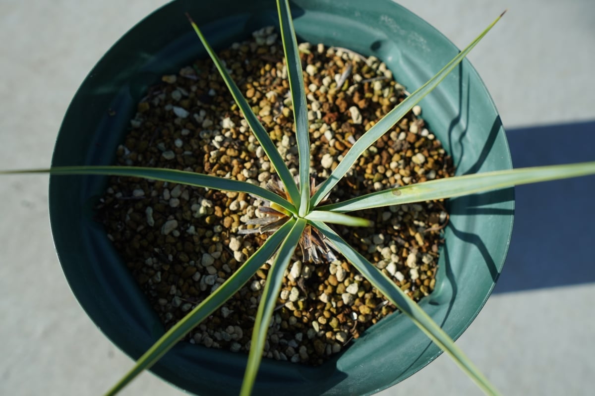 ユッカ ロストラータ (ま) Amazon.co.jp: 極太 1m64cm ユッカ ロストラータ 発根 耐寒性-15