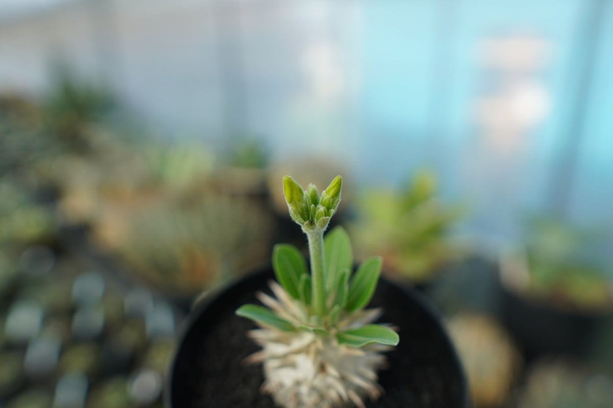 パキポディウム 恵比寿大黒 Pachypodium Densicaule No.5 | man