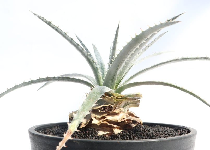 ディッキア フォステリアーナ ハイブリッド | mana's farm:塊根植物