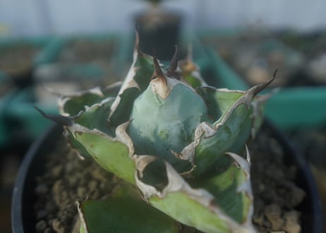 アガベ　チタノタ　 ブラックアンドブルー 　Agave titanota black and blue　No.1