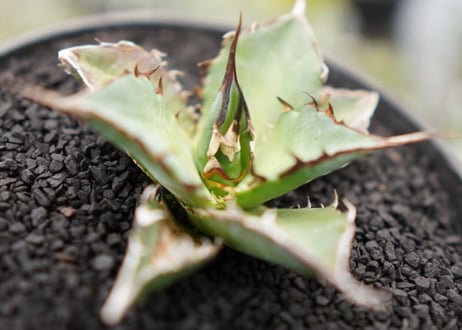 Agave titanota hades No.3