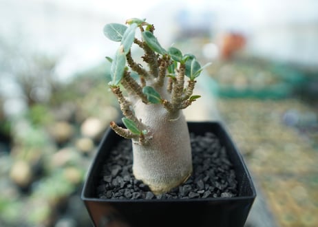 アデニウム　Adenium　No.2
