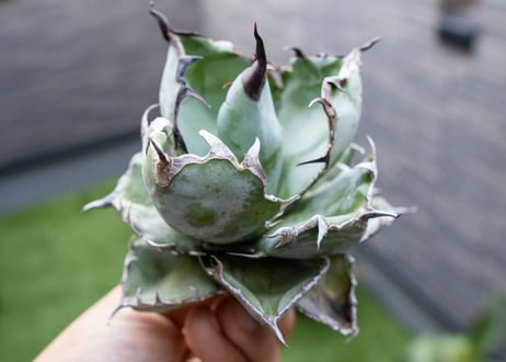 Agave B&B  №3