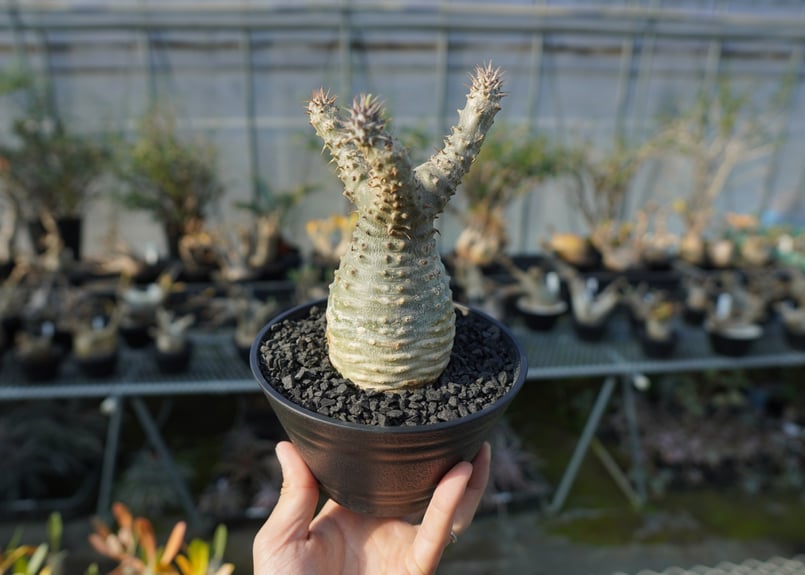 パキポディウム　マカイエンセ　扁平　No.2 パキポディウム マカイエンセ 扁平 No.2 パキポディウム