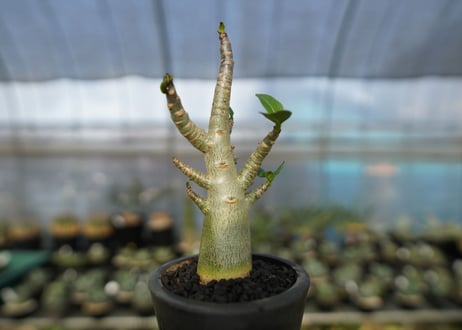 アデニウム　Adenium　No.20