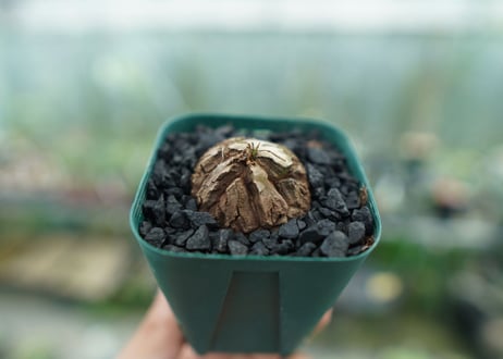 亀甲竜　Dioscorea elephantipes　No.6