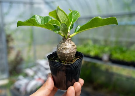 塊根植物・コーデックス 140 Gregro” 2025 4月5日(土).6日(日) シーサイドスタジオ caso 待ち