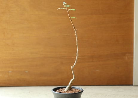 パキコルムス　ディスカラー