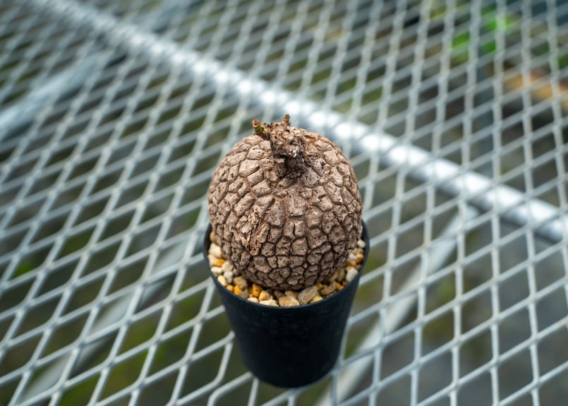 ステファニア スベローサ No.5 | mana's farm:塊根植物・アガベ